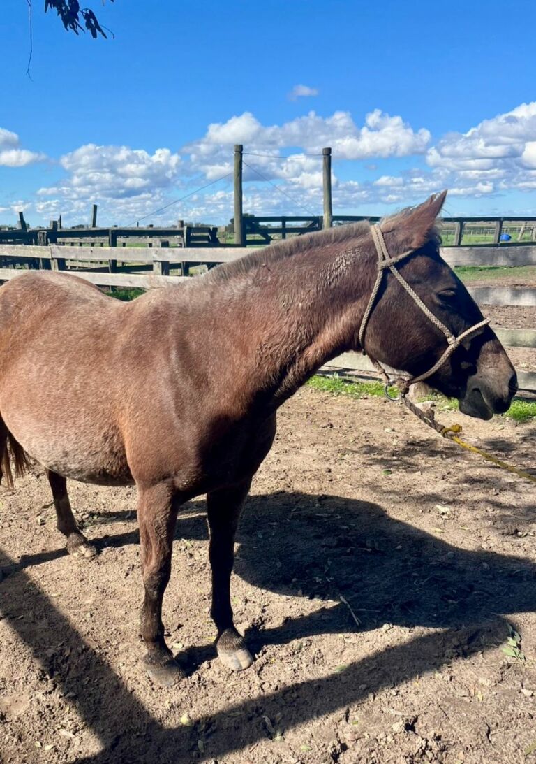 Polícia Civil recupera égua furtada em Rio Grande; outro animal segue desaparecido