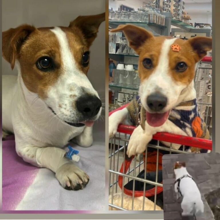 Cachorro desaparecido no Cassino — recompensa de R$ 1.000