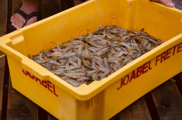 Safra do camarão é oficialmente aberta em Rio Grande com presença de autoridades e bênção aos pescadores