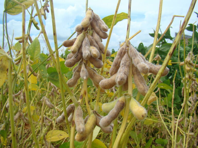 Safra de grãos no Brasil deve chegar a 353,4 milhões de toneladas; RS mantém posição entre maiores produtores