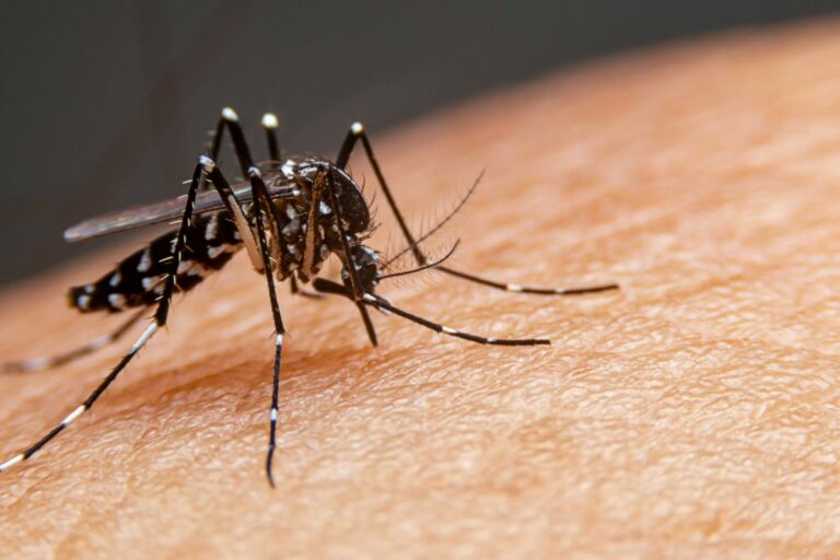 Rio Grande registra dois casos de dengue e chega 515 focos do mosquito, aponta boletim