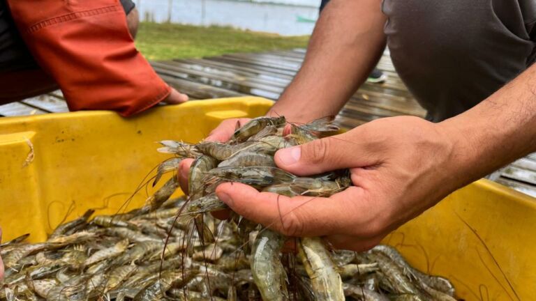 Prefeita Darlene Pereira sanciona lei sobre pesca e aquicultura no Rio Grande
